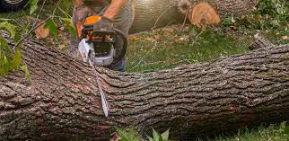 Trusted Hays, MT Tree Care Services Experts