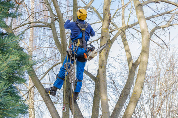 Best Tree Risk Assessment  in Hays, MT